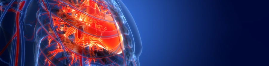Illustration 3D du cœur et de l’appareil circulatoire