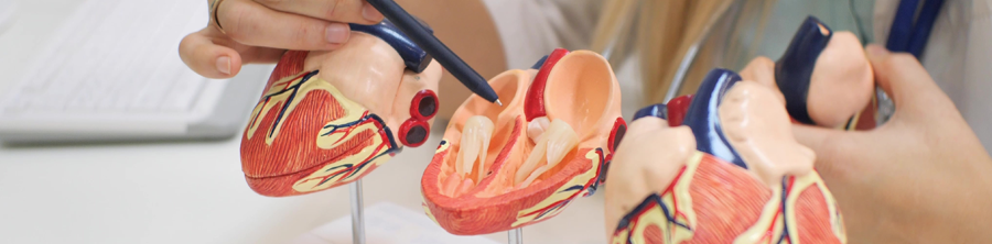 Maquette en plastique d’un cœur humain sur le bureau d’une ou d’un médecin.