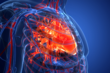 A 3D illustration of the heart and circulatory system