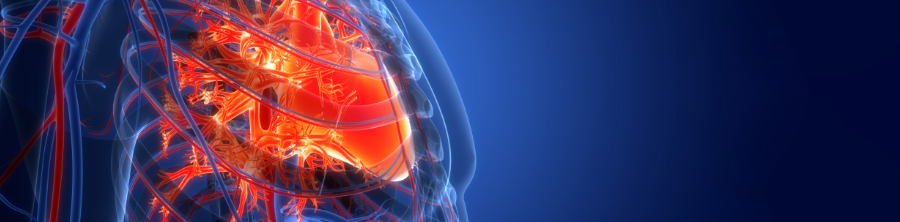 A 3D illustration of the heart and circulatory system