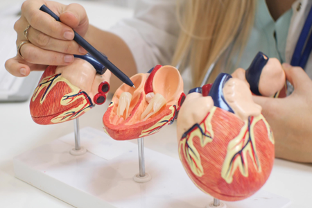 A plastic model of a human heart on a physician’s desk